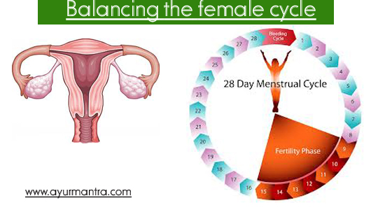 Menstrual period